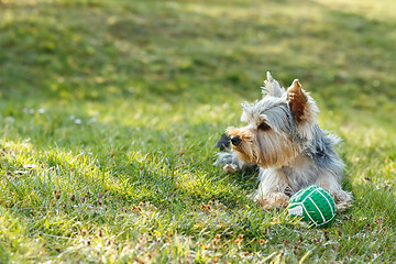 Image showing Cute small yorkshire terrier