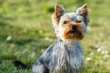 Image showing Cute small yorkshire terrier