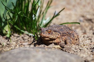 Image showing brown toad in the garden