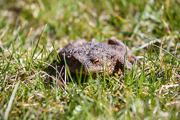 Image showing brown toad in the garden