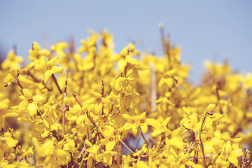 Image showing Blooming forthysia in spring