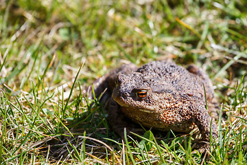 Image showing brown toad in the garden