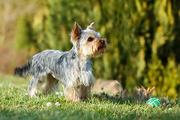 Image showing Cute small yorkshire terrier