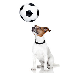 Image showing soccer dog 