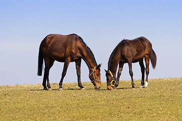 Image showing Grazing horses