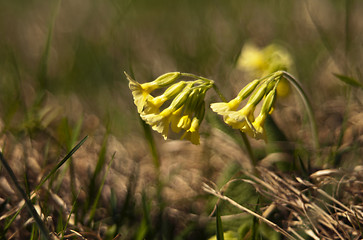 Image showing Cowslip (Primula veris)