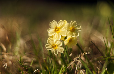 Image showing Cowslip (Primula veris)