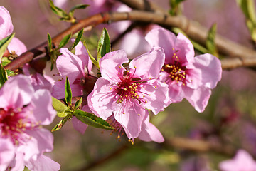 Image showing Peach blossoms