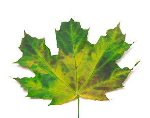 Image showing Multicolor maple-leaf. Close-up view