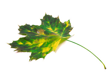 Image showing Multicolor maple leaf