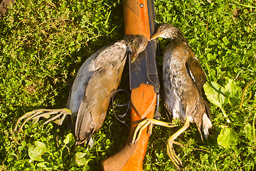 Image showing hunting trophy, crake,  marsh game, on a green grass