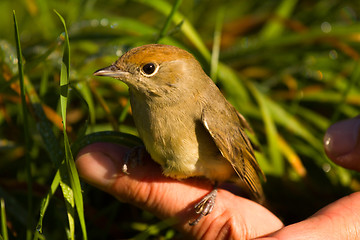 Image showing   blackcap bird on a hand on solar  light