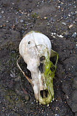 Image showing Polar bear skull