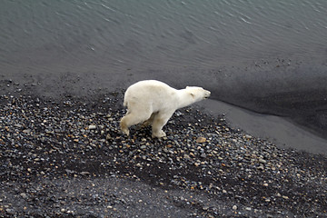 Image showing Arctic Polar bear in natural environment