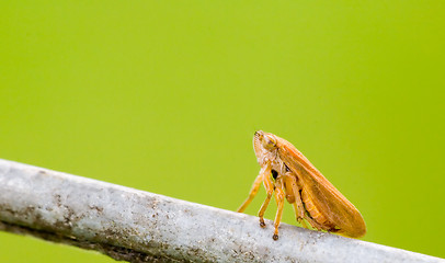 Image showing meadow spitbug