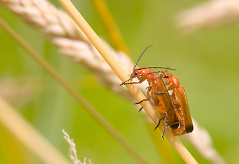 Image showing red bugs