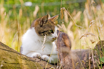 Image showing cat