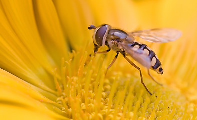 Image showing yellow fly