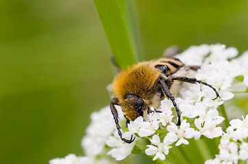 Image showing Scarab beetle