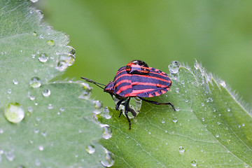 Image showing Red Bug