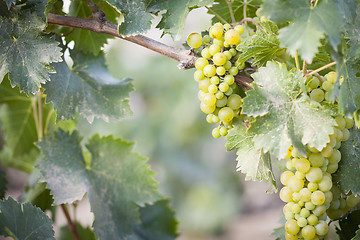 Image showing Lush White Grape Bushels Vineyard in The Morning Sun