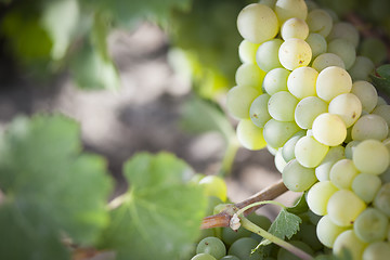Image showing Lush White Grape Bushels Vineyard in The Morning Sun