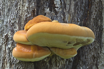 Image showing Shelf Fungus on the Tree