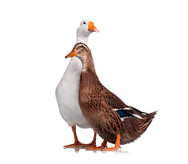Image showing Duck and goose