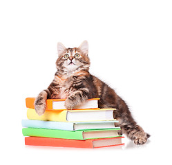 Image showing Kitten with books