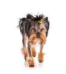 Image showing Yorkshire terrier