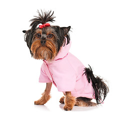 Image showing Yorkshire terrier