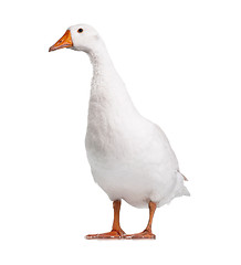 Image showing Domestic goose