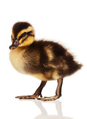 Image showing Domestic duckling