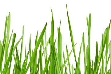 Image showing Wheat grass