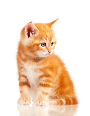 Image showing Red kitten