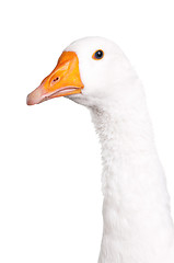 Image showing Domestic goose