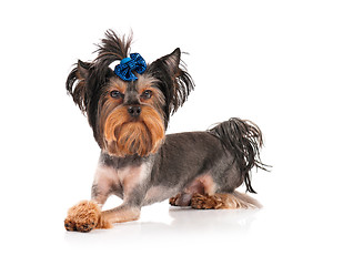 Image showing Yorkshire terrier