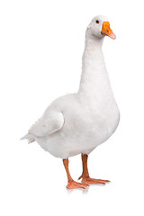 Image showing Domestic goose