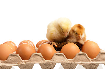 Image showing Eggs and chicken