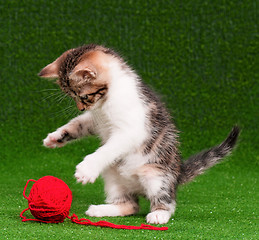 Image showing Kitten playing