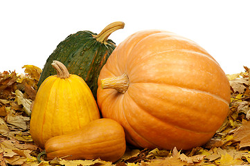 Image showing Ripe pumpkins