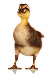 Image showing Domestic duckling