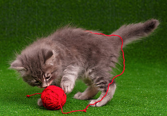 Image showing Kitten playing