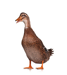 Image showing Domestic duck