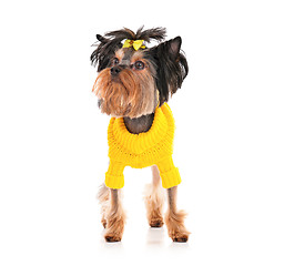 Image showing Yorkshire terrier