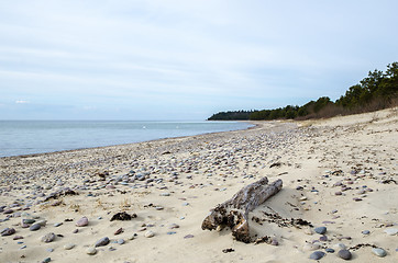 Image showing Driftwood at a sandy bay