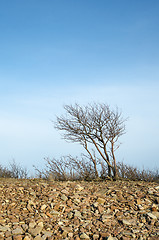 Image showing Single tree at stony coast