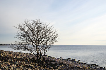 Image showing Lone tree at a rocky coast