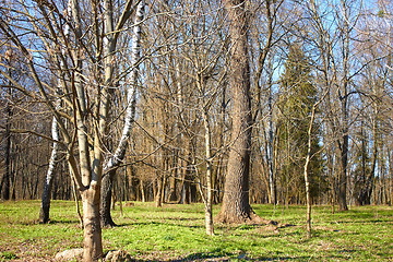 Image showing Old park in a fine early spring day