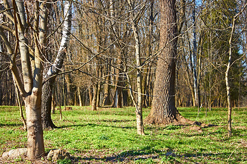 Image showing Old park in a lovely spring day